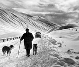 A Shepherd Walks - The Northcliffe Collection